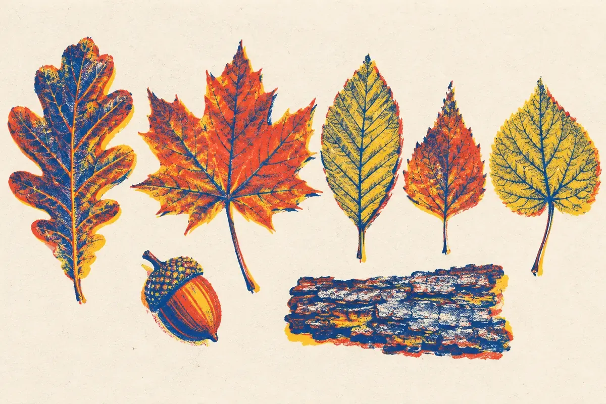 Feuilles de chêne, d'érable et de bouleau tombées au pied d'une rangée d'arbres aux couleurs orangées, en aplats bleu encre, rouge tomate et jaune surligneur sur fond crème.